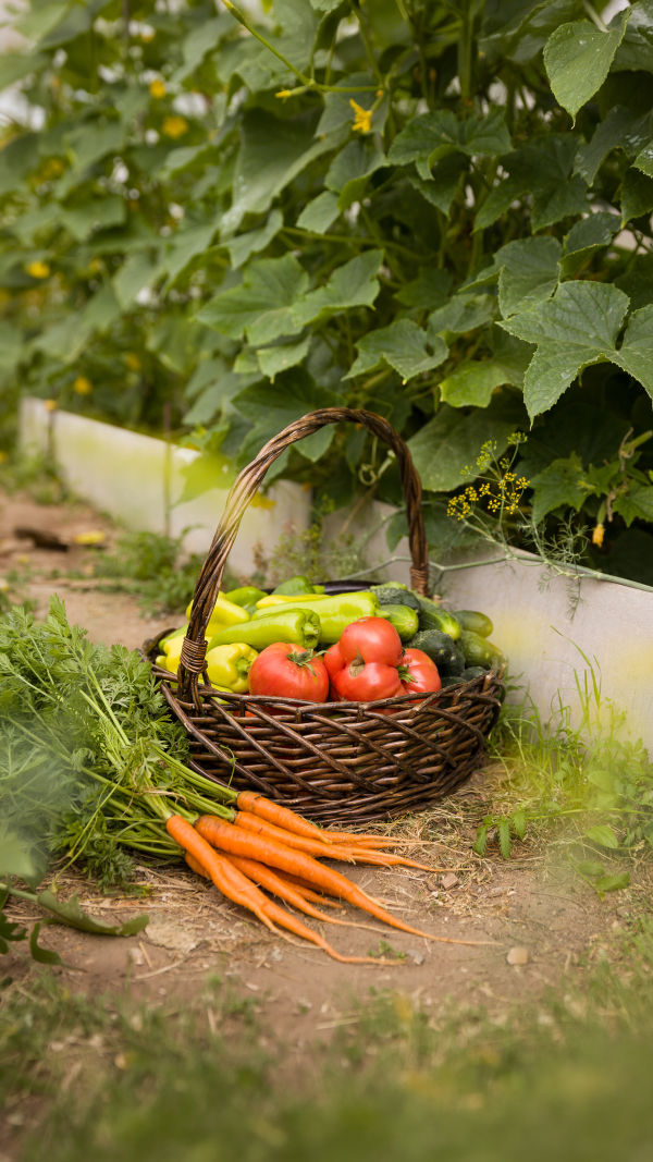 Garden Harvest Bowl