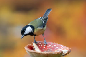 Parus Major Diet Guide