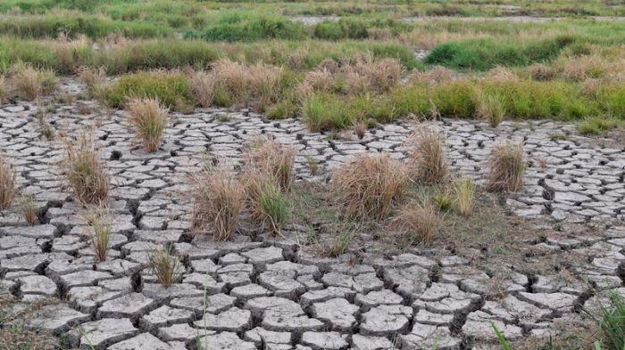 GAGAL PANEN: Kondisi sawah di Kelurahan Kiniar, Tondano Timur, Minahasa, Jumat 9 Oktober 2026. Alami kekeringan, hingga petani gagal panen.