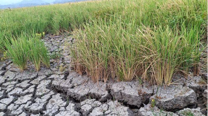 GAGAL PANEN: Kondisi sawah di Kelurahan Kiniar, Tondano Timur, Minahasa, Jumat 9 Oktober 2026. Alami kekeringan, hingga petani gagal panen.