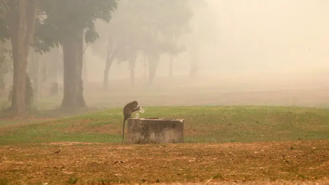 Seekor monyet ekor panjang mencari minuman di tengah kabut asap tebal akibat kebakaran hutan dan lahan di Palangkaraya, Kalimantan Tengah, Sabtu (10/10/2026). Kabut asap menyelimuti sejumlah wilayah di Indonesia, Malaysia, dan Singapura selama beberapa pekan terakhir akibat kebakaran yang melanda kawasan hutan di Kalimantan dan Sumatra. Asap kebakaran terbawa angin hingga melintasi wilayah regional dan berdampak pada kualitas udara. (REINA/AFP)