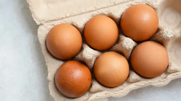 Telur Telur