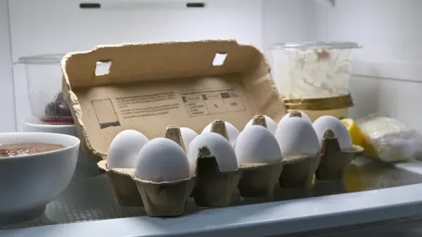 Telur Telur