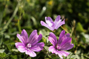 How Plants Signal Danger