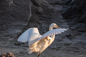 Birds Break Flight Rules