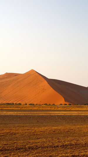 Desert Reality Check