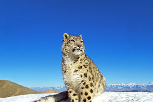 Snow Leopard Tail