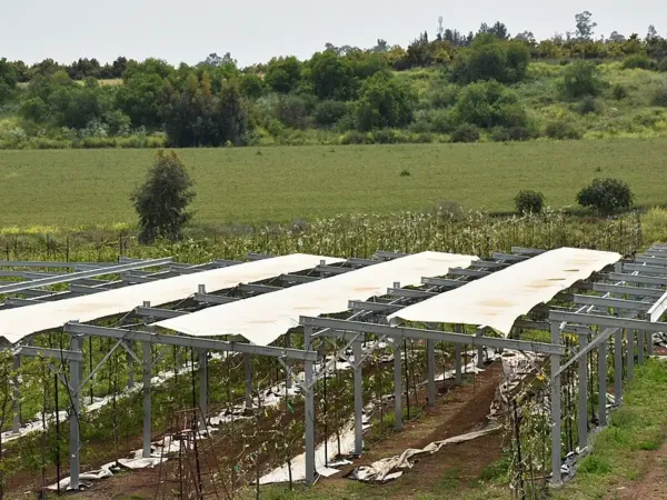 Rutgers University recently performed a groundbreaking experiment on agrivoltaics to assess soybean yield productivity beneath solar panels. Image Credits: Wikimedia Commons. Rutgers University recently performed a groundbreaking experiment on agrivoltaics to assess soybean yield productivity beneath solar panels. Image Credits: Wikimedia Commons.