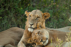 Lions Nocturnal Hunt