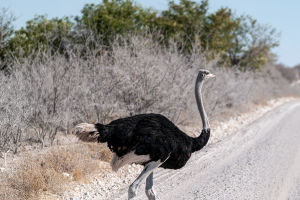 Ostriches Are So Fast