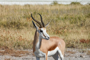 Springbok Natural Strength