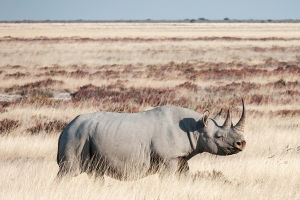 Black Rhino Facts