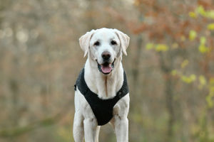 Dogs Saving Wildlife!