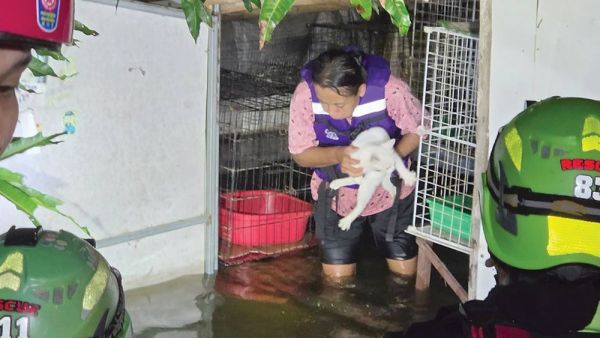 เพื่อนตัวเล็ก - กู้ภัยแปดริ้วฝ่าฝนลุยน้ำ ช่วยแมว18ตัว-ยายวัย80