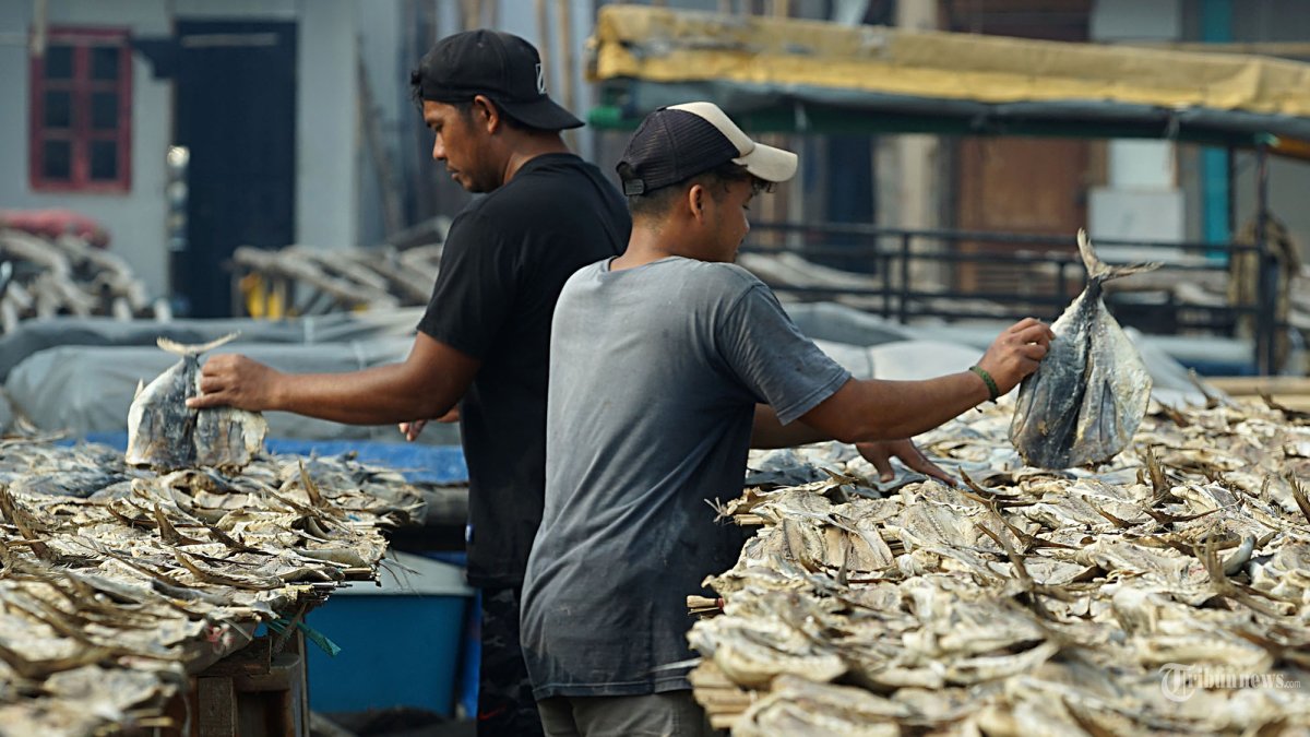 Pekerja menjemur ikan asin di kawasan Muara Angke, Jakarta Utara, Kamis (18/4/2024). Menurut salah satu pekerja produksi ikan asin kembali normal usai libur Lebaran. Ada beberapa jenis ikan asin yang di produksi diantaranya Ikan Tongkol, Tenggiri, dan Tanjan. Tribunnews/Jeprima