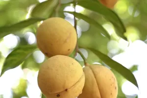 Load failed