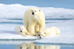 Load failed