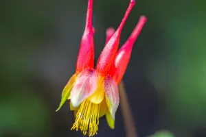 Aquilegia: Ein Gartenjuwel