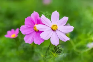 Kosmosblüten