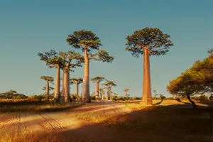 Majestätischer Baobab