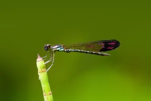 Wie Libellen fliegen