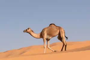 Kamele: Helden der Wüste