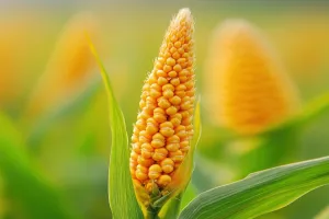 Crops brasileiros