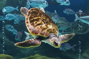 Tartarugas Marinhas