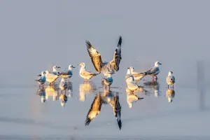 Gaivotas Comuns