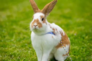 Melhores Pets para Crianças