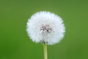 Load failed