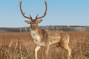 Supraviețuirea Cerbilor