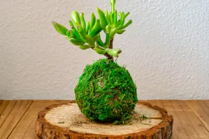 Succulentes faciles
