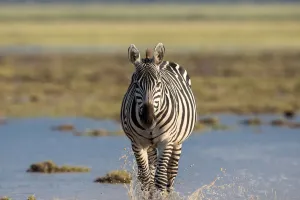 East Africa: Wild Awaits You