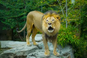 Tigre vs León