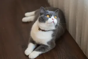 Merodeador Felino
