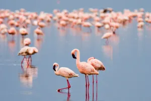 Danza del Amor
