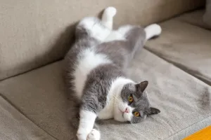 Load failed