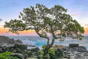 Pohon Pinus Keabadian