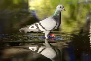 Pigeon Navigation Secrets