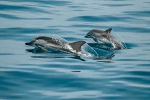 Dolphins Name Themselves