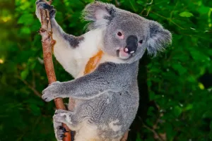 Koala Sleep Secrets