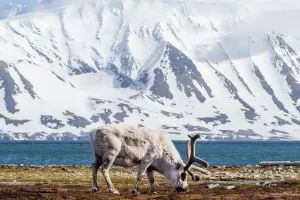 Survive Svalbard: Local Way