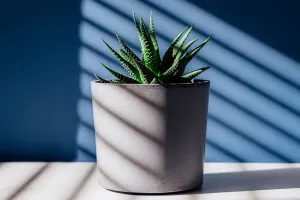 Sun and Succulents