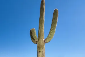 Desert Plant Heroes