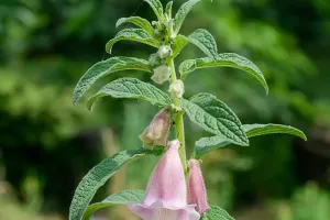 Sesamblüte Wachstum