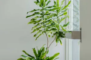 Plante naturale