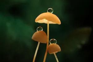 Pilze betrachten