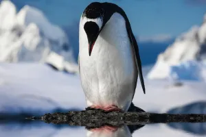 Load failed