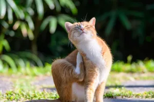 Diệt bọ chét tận gốc cho mèo